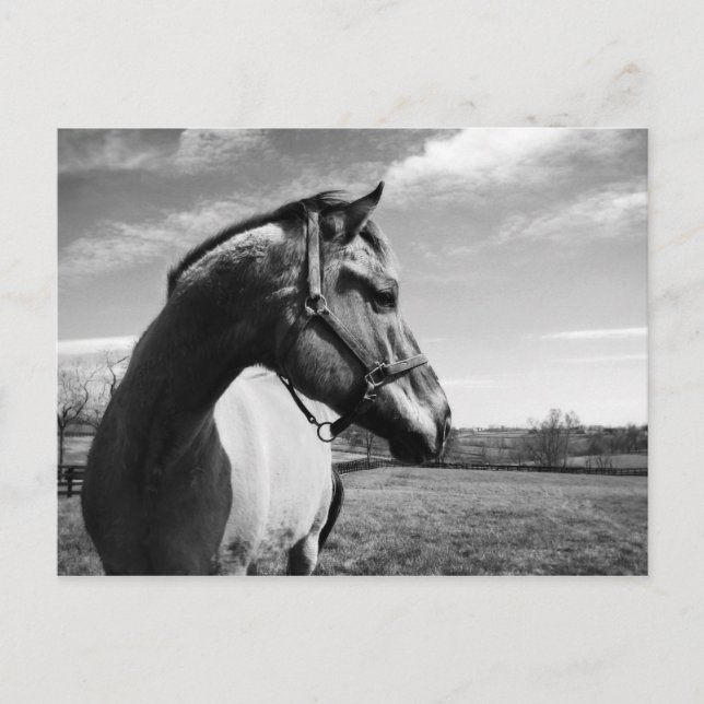 Brownstead Stallion Postkarte (Vorderseite)