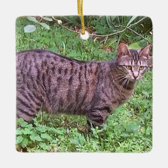 Browntabby-Katze draußen Keramikornament (Vorderseite)