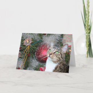 Browntabby mit weißem Weihnachten