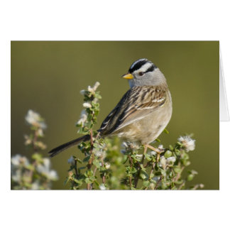 Bruant à couronne blanche