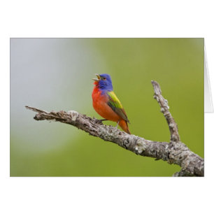 Bruant à tête rouge Passerina ciris) mâle chantant