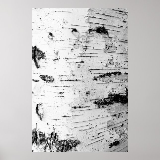 Bruchstamm Poster (Vorne)