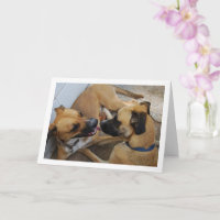 Bruder und Schwester, Dog Portrait