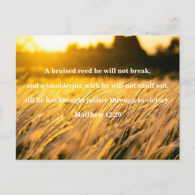 Bruised Reed Bible Verse Postcard Postkarte (Vorderseite)