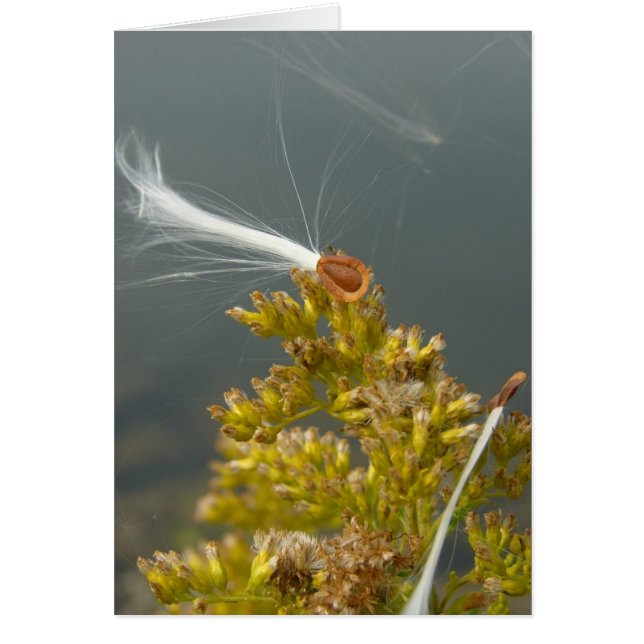 Brûler dans la brise (Devant)