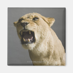 Brüllende Löwin Magnet
