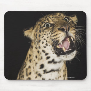 Brüllender Leopard Mousepad