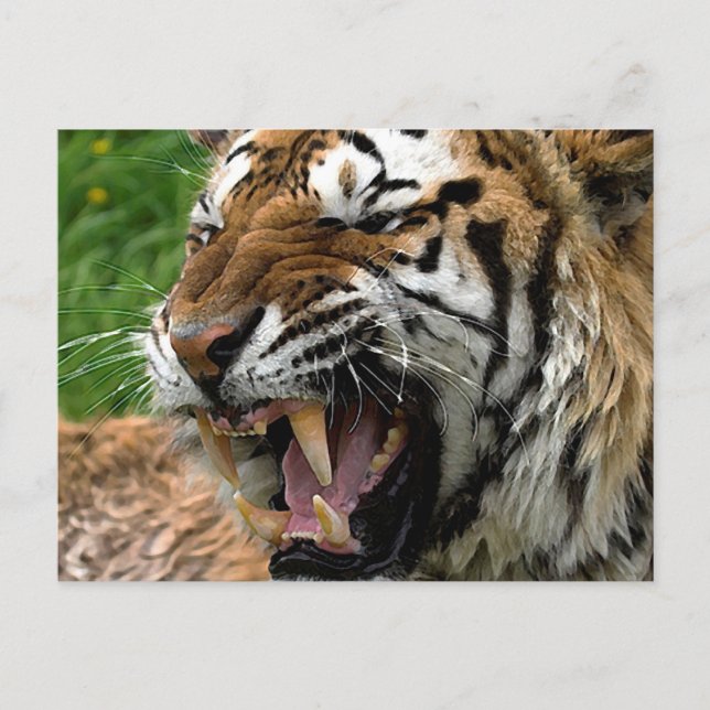 Brüllender Tiger Postkarte (Vorderseite)