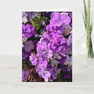 Brunfelsia Karte