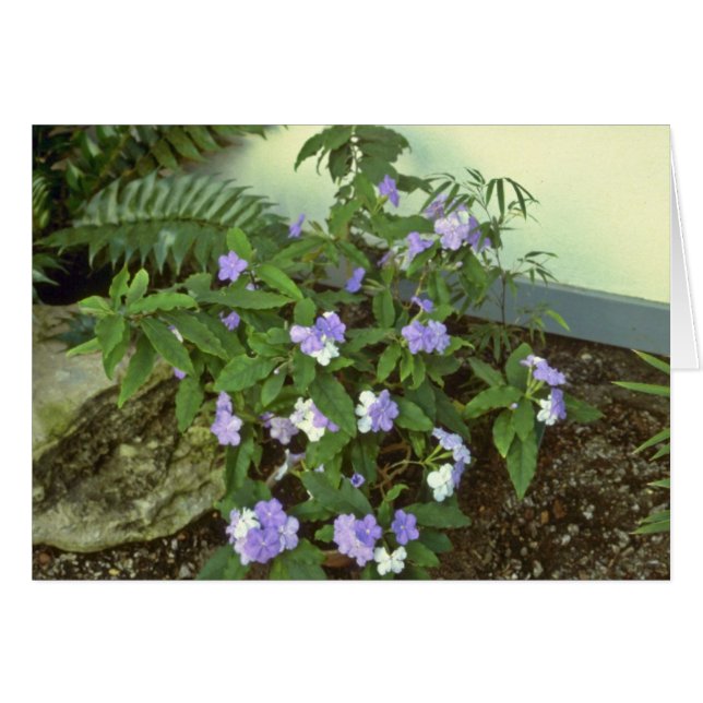 Brunfelsia Pauciflora Eximia (gestern, heute u. T (Vorderseite (Horizontal))