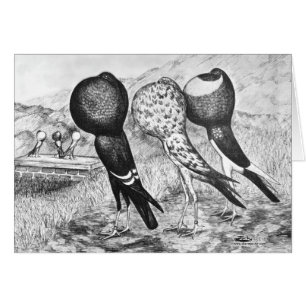 Brunner Pouter Pigeons