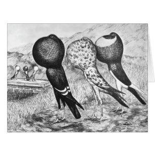 Brunner Pouter Tauben