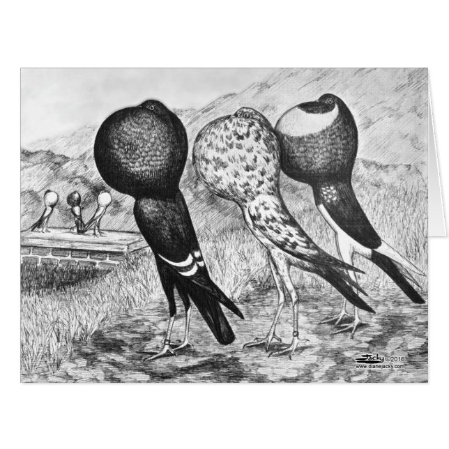 Brunner Pouter Tauben (Vorderseite (Horizontal))