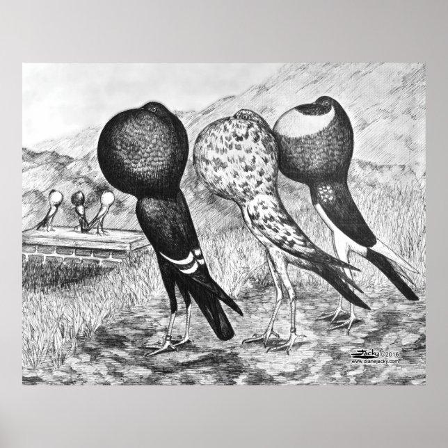 Brunner Pouter Tauben Poster (Vorne)