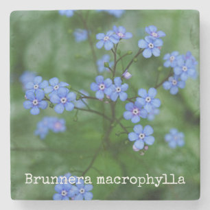 Brunnera macrophylla steinuntersetzer