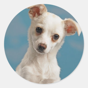 Bruno der Chihuahua-Welpe Runder Aufkleber