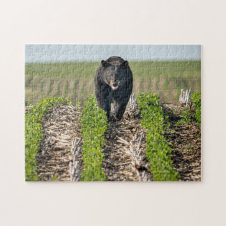 Bruno l'ours dans le puzzle des haricots