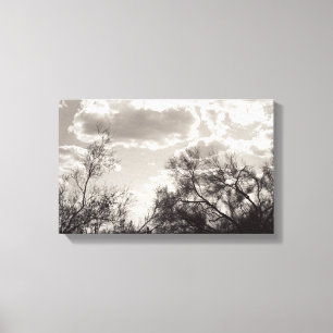 Brush Backlight Sonoran Wüste B&W Foto Kunst druck Leinwanddruck