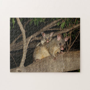 Brushtail Opossums