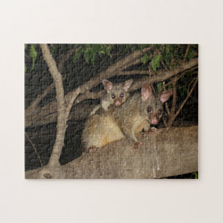 Brushtail Opossums
