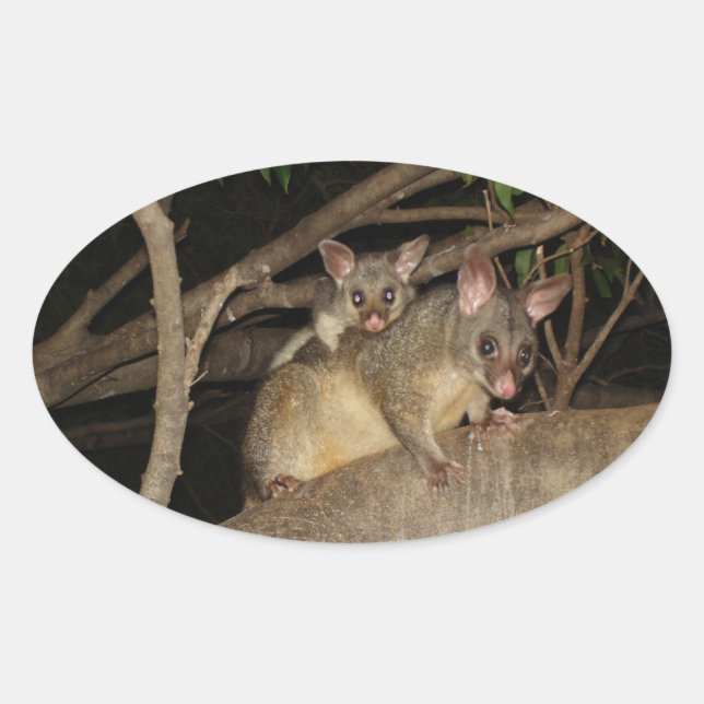 Brushtail Possum Ovaler Aufkleber (Vorderseite)