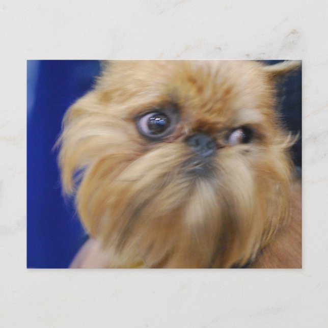 Brüssel Griffon Dog Postcard Postkarte (Vorderseite)