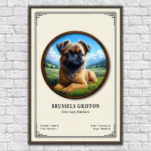 Brüsseler Griffon Zoologie-Serie Poster