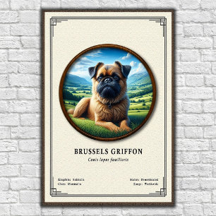 Brüsseler Griffon Zoologie-Serie Poster