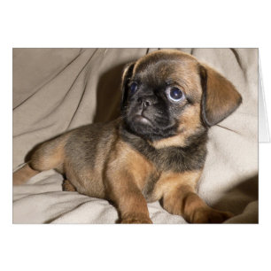 Brussels Griffon Puppy !