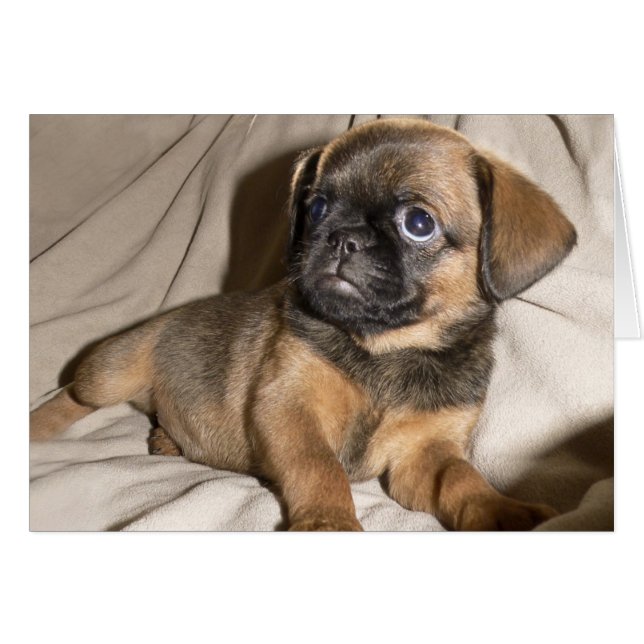 Brussels Griffon Puppy ! (Devant horizontal)