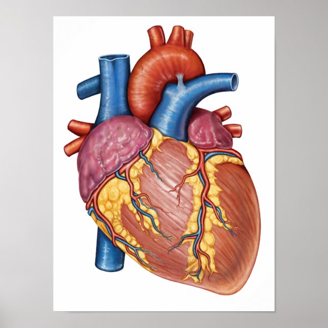 Brutto-Anatomie des menschlichen Herzens Poster (Vorne)
