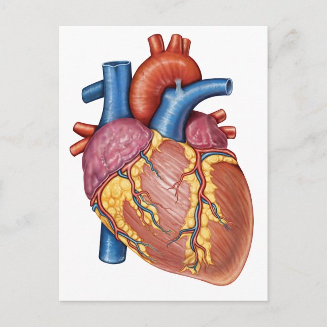 Brutto-Anatomie des menschlichen Herzens Postkarte (Vorderseite)
