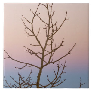Bryce Canyon, Utah. Bare Baum vor Sonnenuntergang Fliese