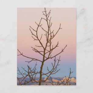 Bryce Canyon, Utah. Bare Baum vor Sonnenuntergang Postkarte