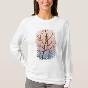 Bryce Canyon, Utah. Bare Baum vor Sonnenuntergang T-Shirt