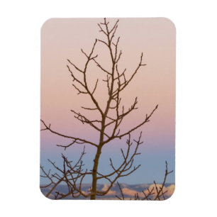 Bryce Canyon, Utah. Kahlbaum vor Sonnenuntergang Magnet