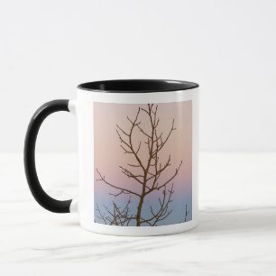 Bryce Canyon, Utah. Kahlbaum vor Sonnenuntergang Tasse