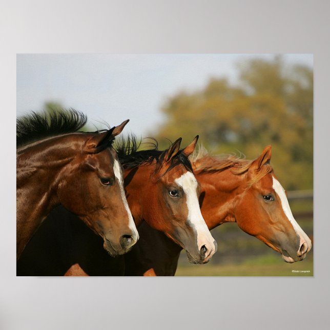 BT3 Quarter Pferde mit Headshots Poster (Vorne)