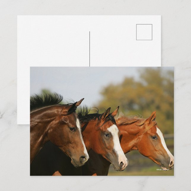 BT3 Quarter Pferde mit Headshots Postkarte (Vorne/Hinten)