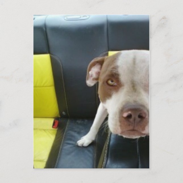 Bub Postkarte (Vorderseite)