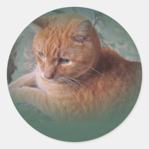 Bubba The Orange Tabby Tomcat Runder Aufkleber