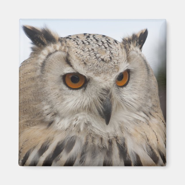 Bubo bubo sibiricus magnet (Vorne)