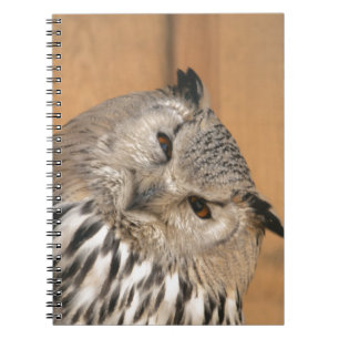 Bubo bubo sibiricus notizblock