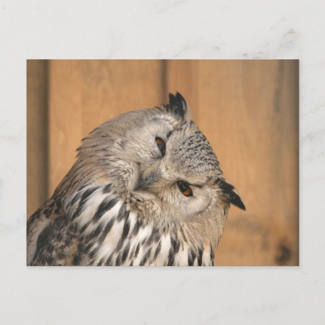 Bubo bubo sibiricus postkarte (Vorderseite)