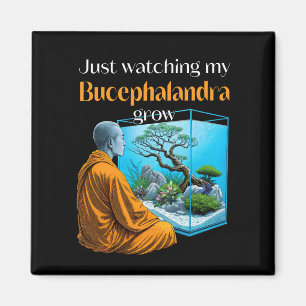 Bucephalandra Zen – A Meditative Aquascaping Magnet