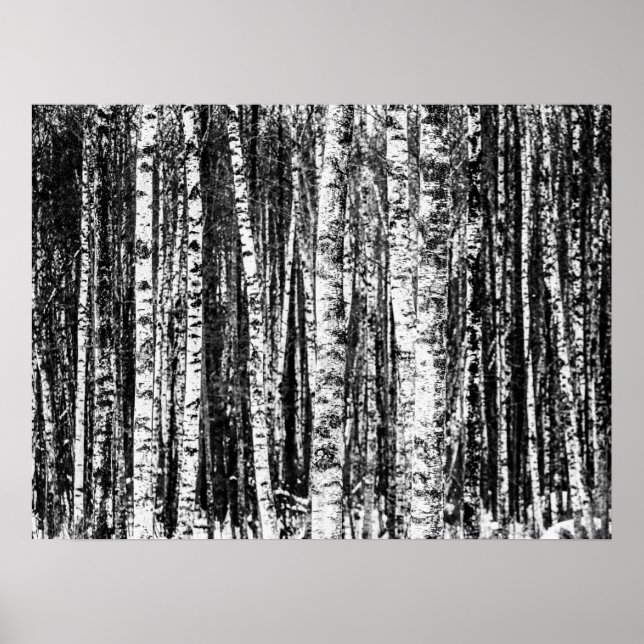 Buche, weiß und Holzkohle, grau/grau Poster (Vorne)