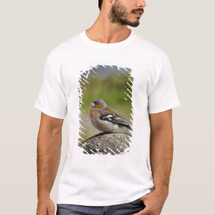 Buchfink-Männchen (WILD: Fringilla coelebs) T-Shirt