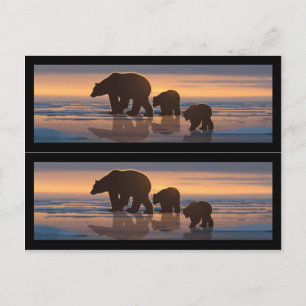 Buchmarkierungen für Polarbären Postkarte