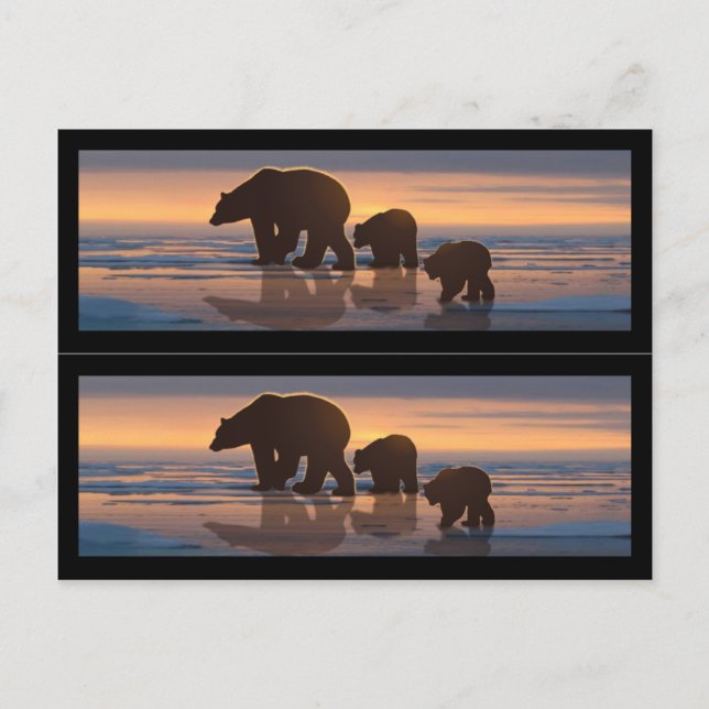 Buchmarkierungen für Polarbären Postkarte (Vorderseite)
