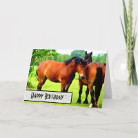 Bucht Polnisch Bred Draft Horses Happy Birthday